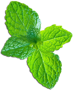 mint leaf